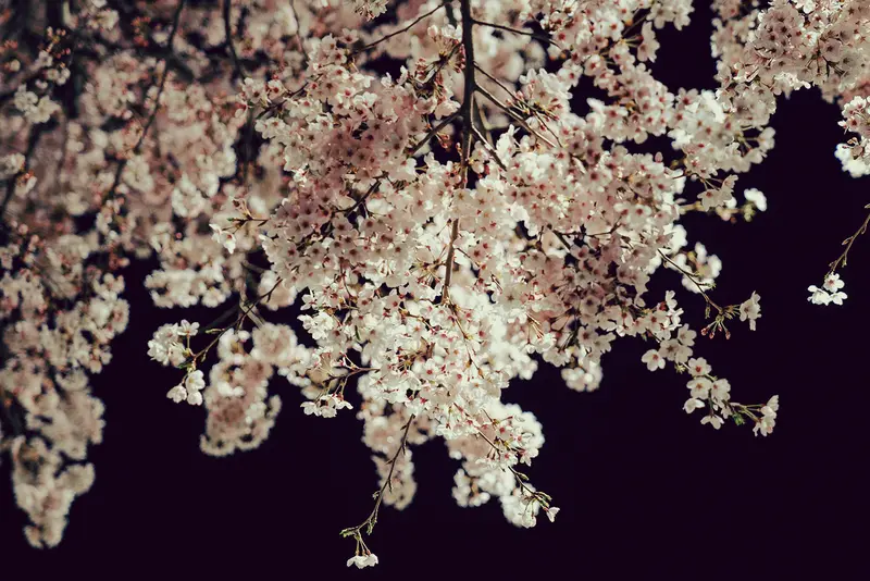 富士森公園 夜桜 ライトアップ