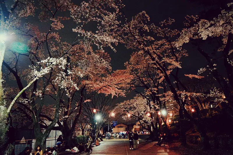 富士森公園 夜桜 ライトアップ