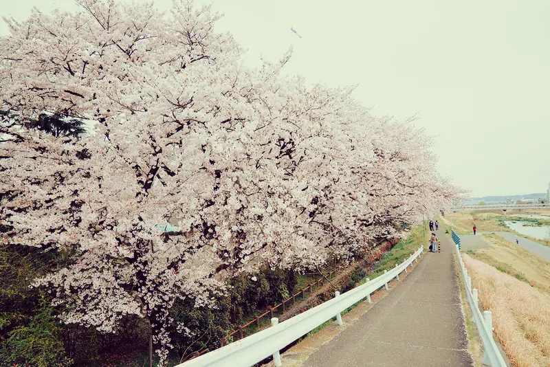 浅川 横山公園 桜