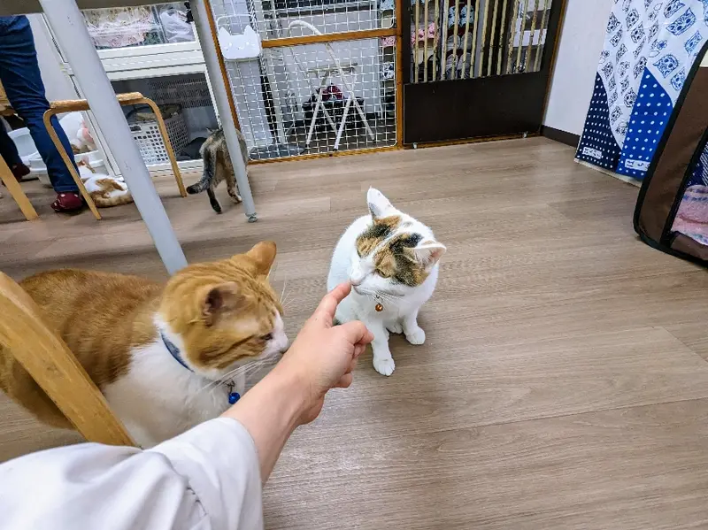 はちねこカフェ猫