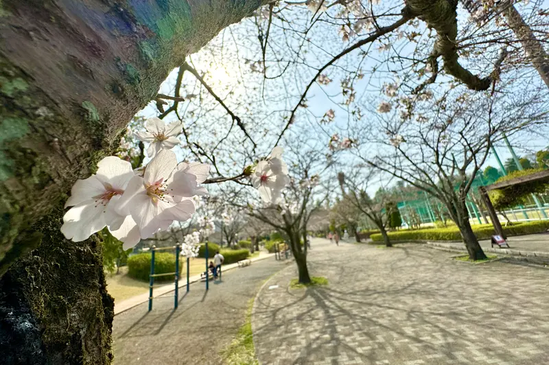 陵南公園　桜