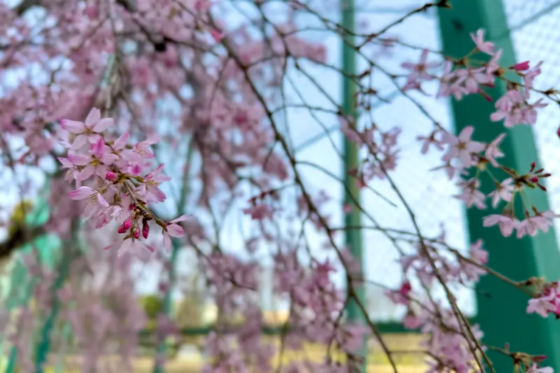 陵南公園　桜