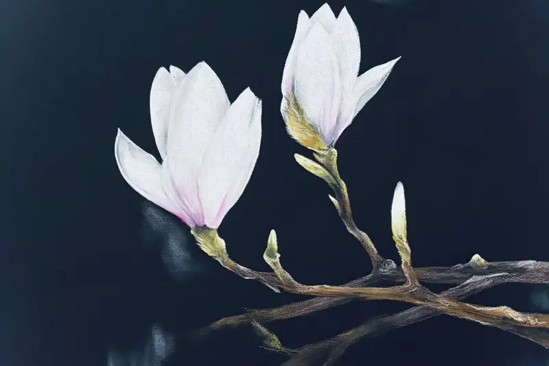 チョークアート作家・小栗 美穂さんの作品「木蓮」