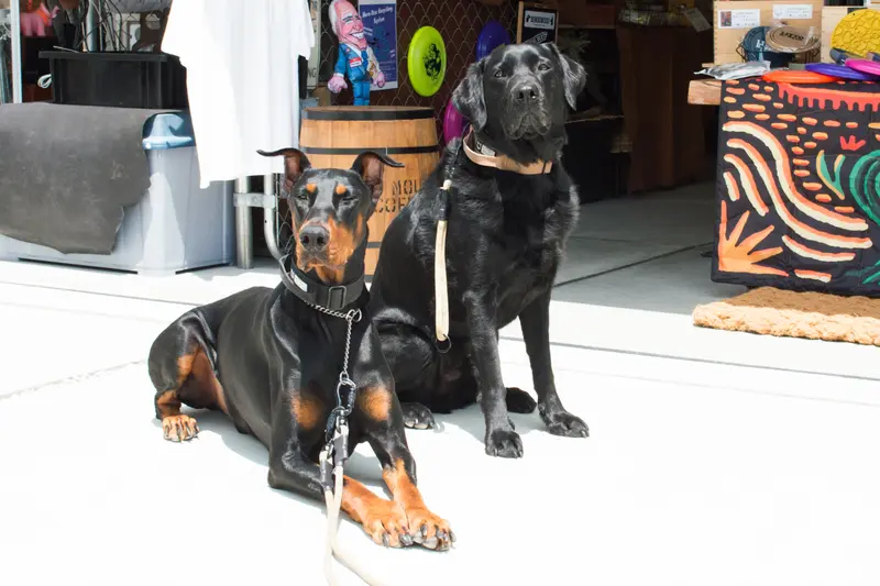 BON BON DOG 裏高尾_看板犬のLeiくんとBroくん