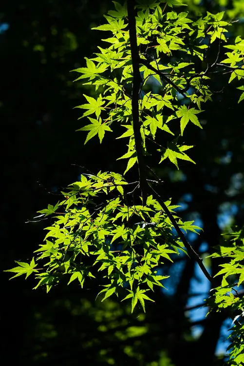 高尾山_奥高尾_木漏れ日