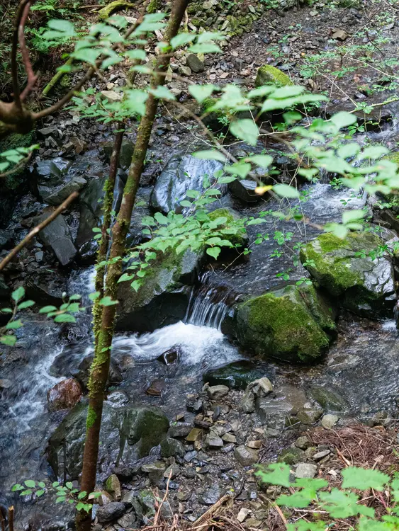 景信山_小下沢林道_沢