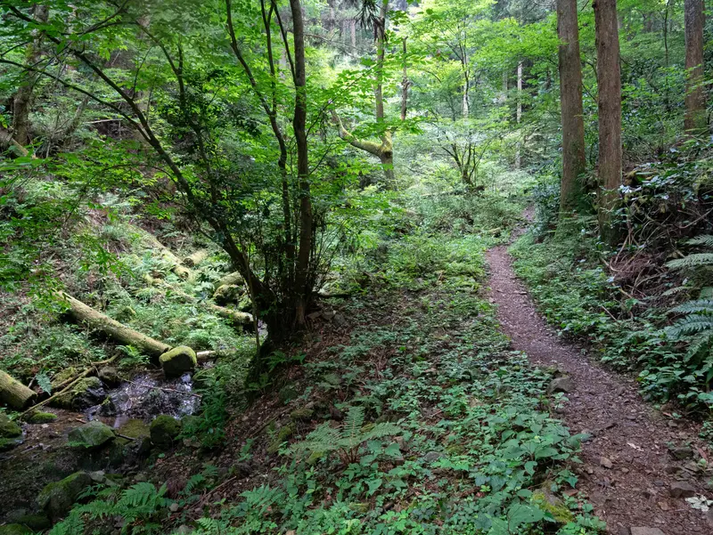 景信山_登山道