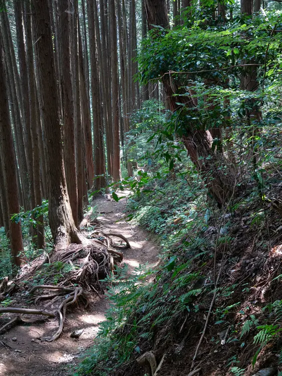 景信山_小仏コース