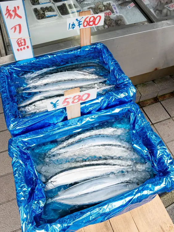 新鮮なサンマ