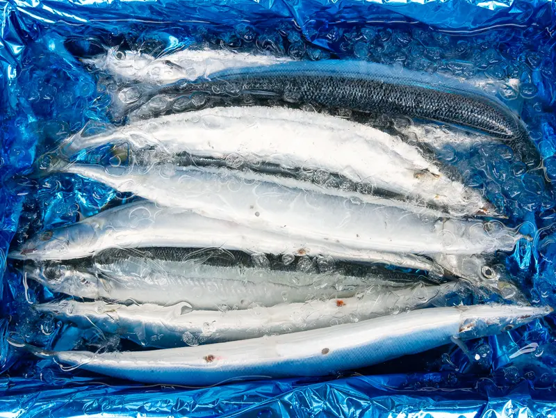 魚政の極太サンマ