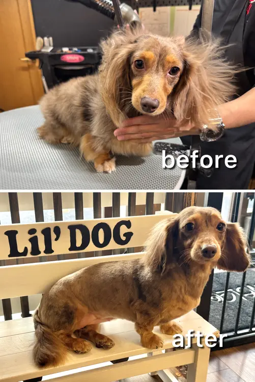 Lil’DOG リルドッグビフォーアフター