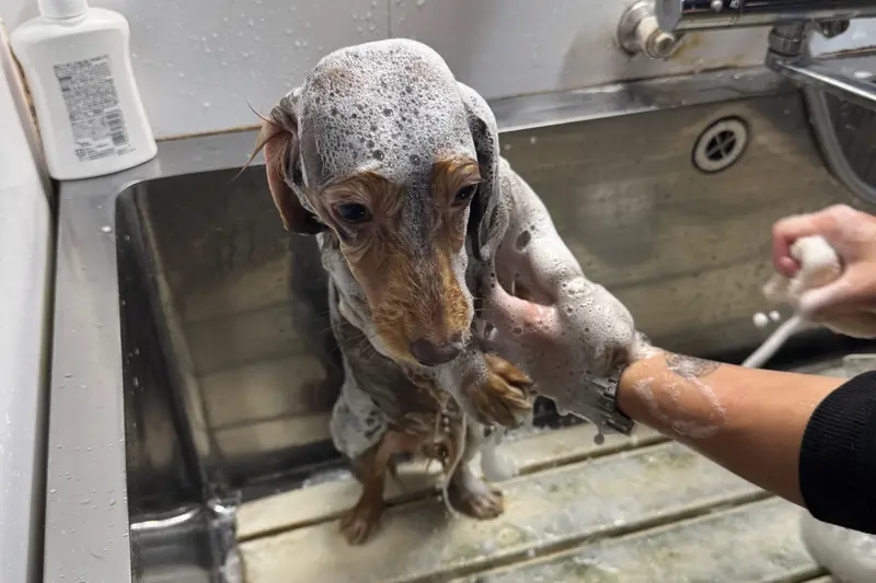 Lil’DOG リルドッグ　シャンプー