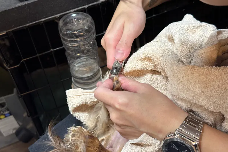 Lil’DOG リルドッグ　爪切り