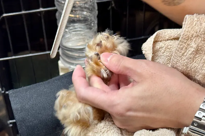 Lil’DOG リルドッグ　爪ヤスリ