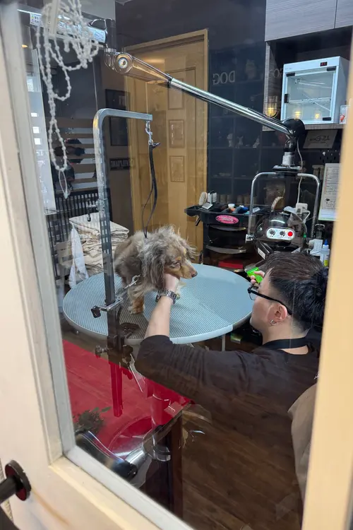 Lil’DOG リルドッグ