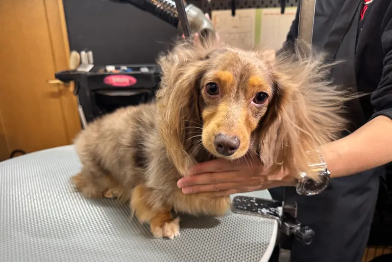 Lil’DOG リルドッグ before