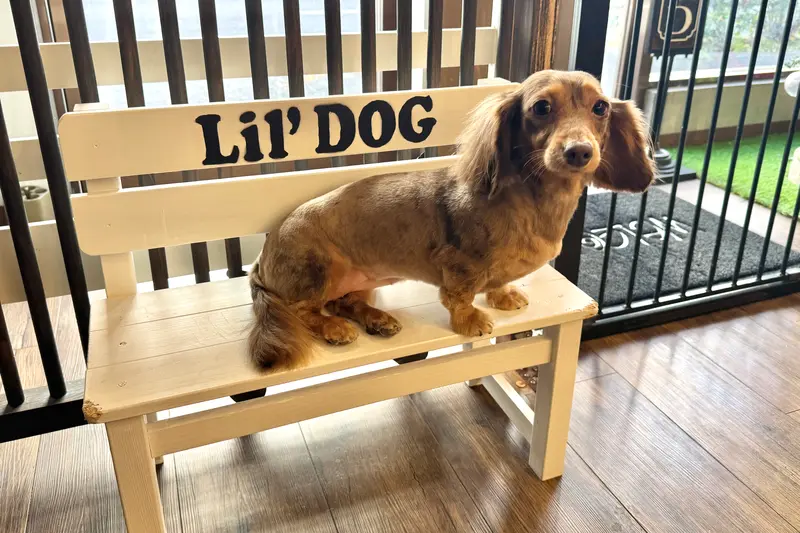 Lil’DOG リルドッグカット後