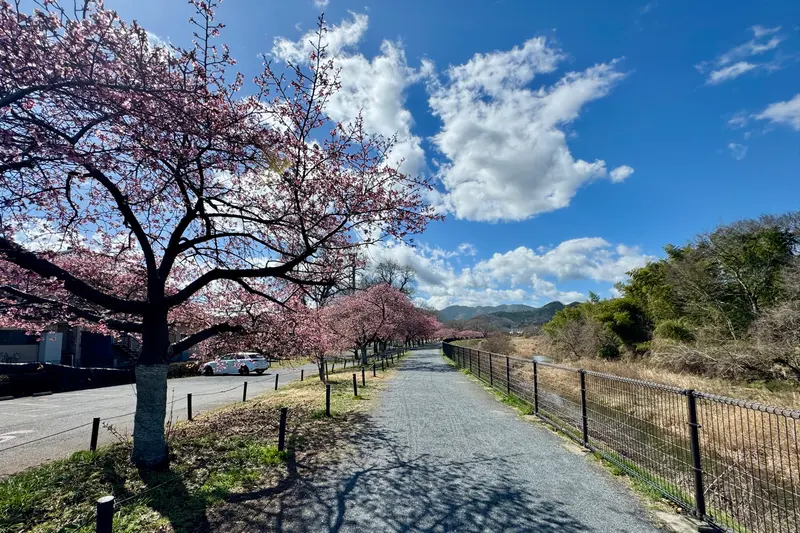小田野中央公園　河津桜