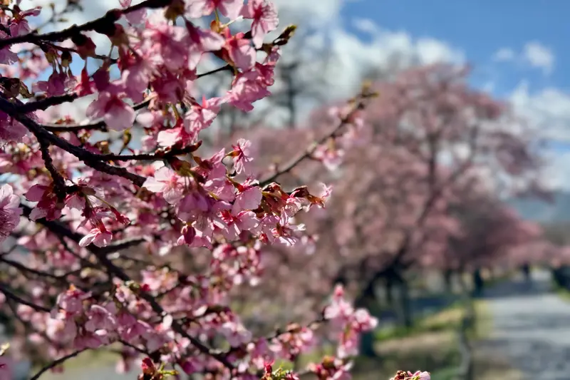 小田野中央公園　河津桜