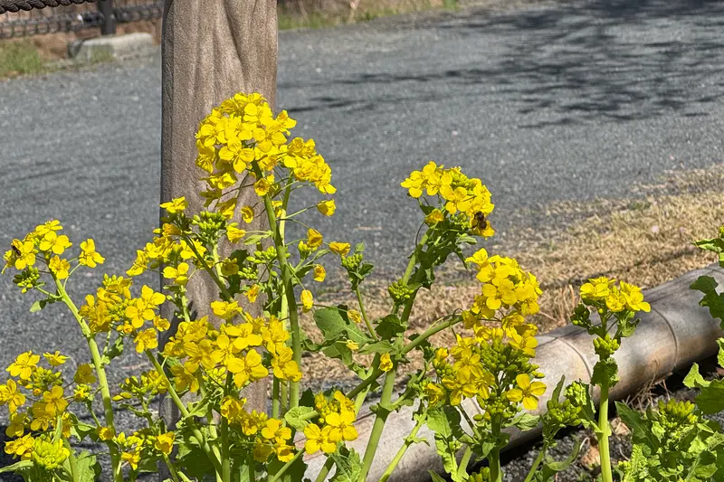 小田野中央公園