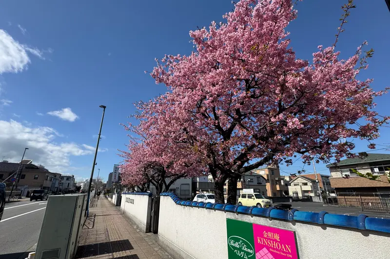 信松院河津桜