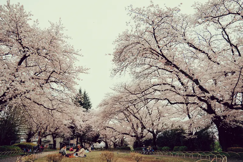 浅川 横山公園 桜