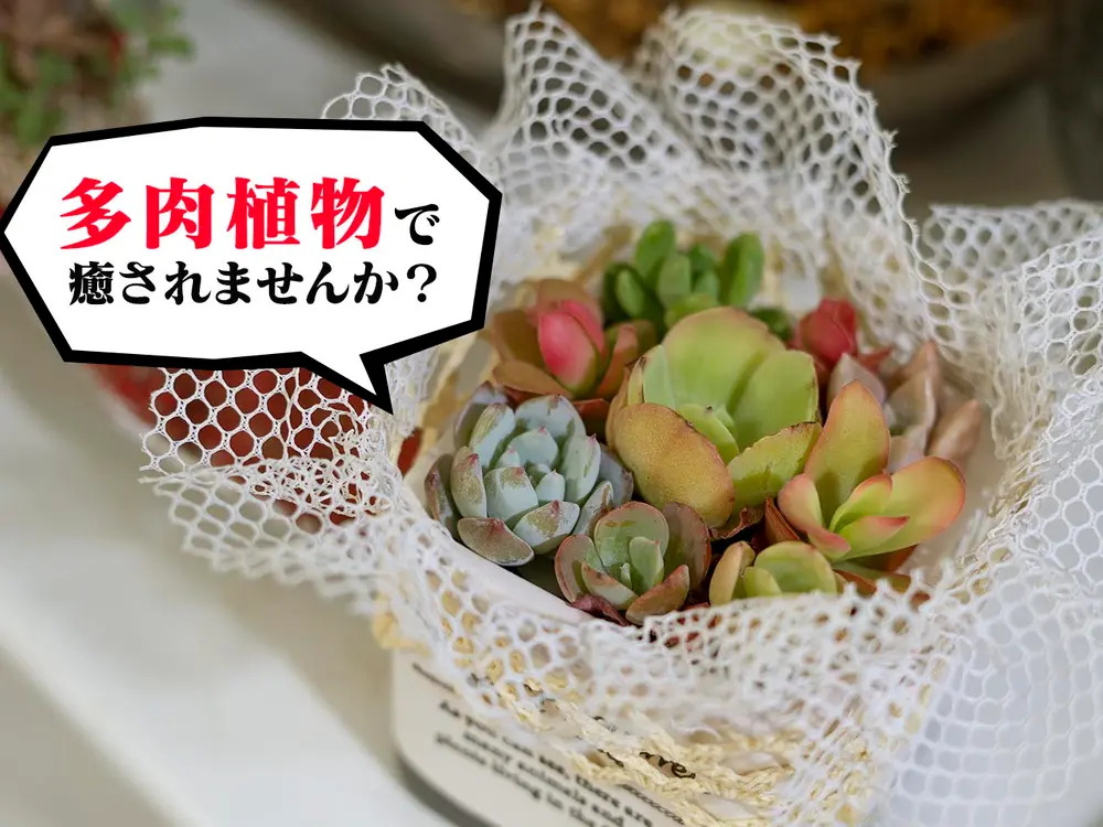 多肉植物や盆栽を作れちゃう 珍しい品揃えの 花工房 極 オープン 八王子ジャーニー