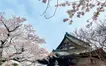 まもなく桜の開花シーズン到来！八王子・桜情報2024