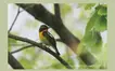 【6/1開催・5/30締切】野鳥ってどんな生きもの？『夏鳥を知ろう編』