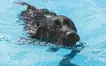 裏高尾の自然と犬愛に包まれる！こだわり満載のショップ『BON BON DOG 裏高尾』」