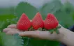 鳥取の贅沢いちごを使ったサワーが人気｜八王子『酒菜(くしな)』