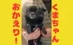 【続報】迷い犬くま、無事保護されました！八王子のみなさんの力でハッピーエンドに！