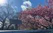 八王子でひと足先に春。河津桜の開花情報【2026年3月4日】
