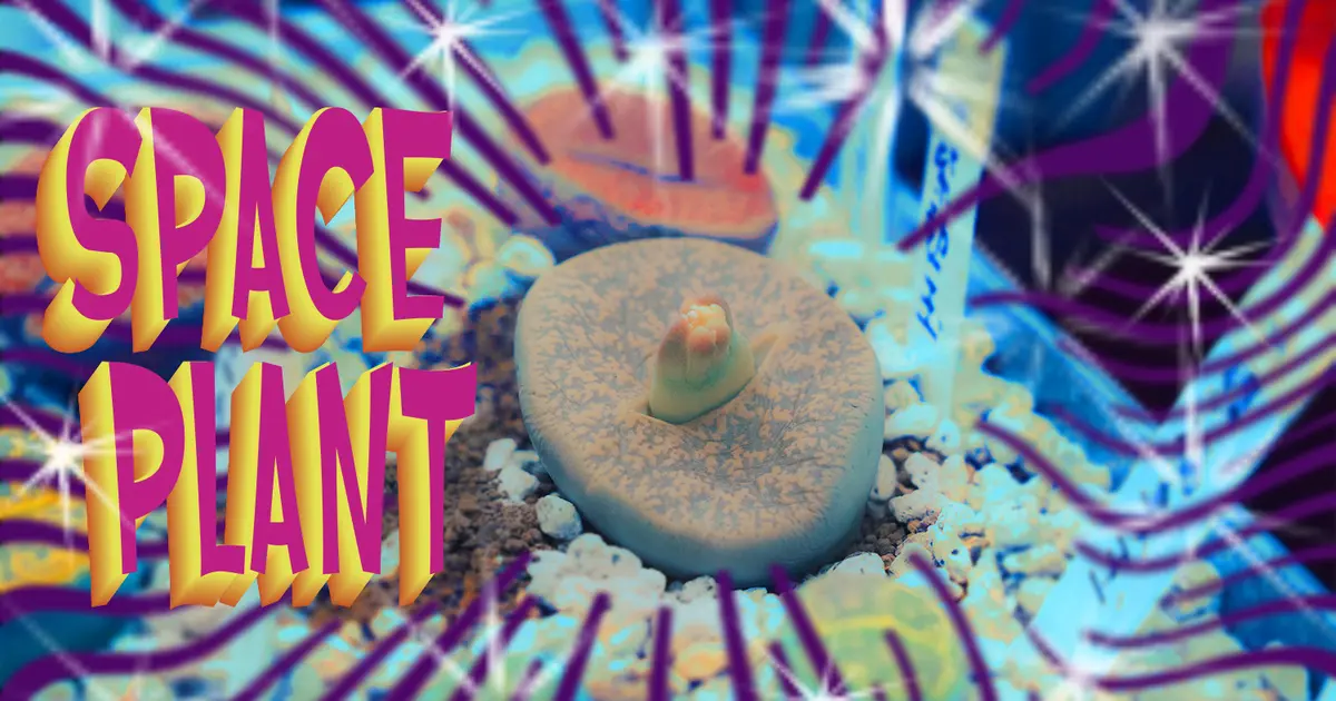 Vent Vert(ヴァンベール)!!八王子で発見した宇宙の植物!? | 八王子