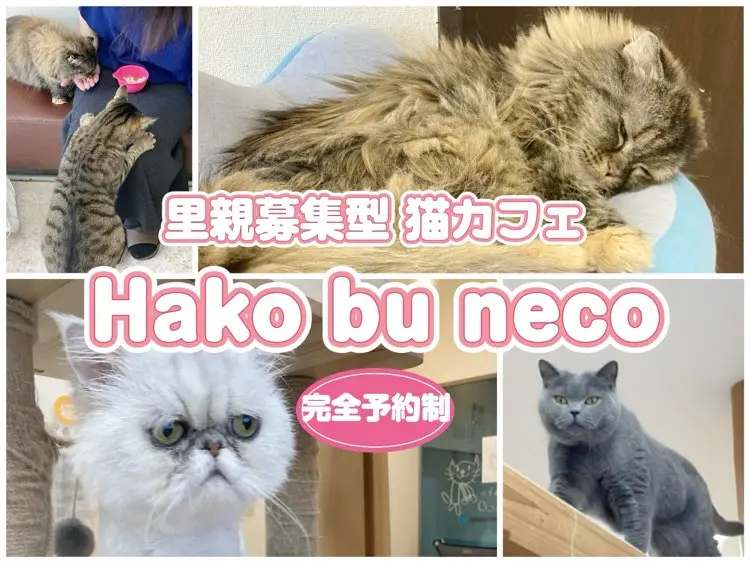 猫好きに届け！『Hako bu neco』里親募集型の猫カフェをご紹介