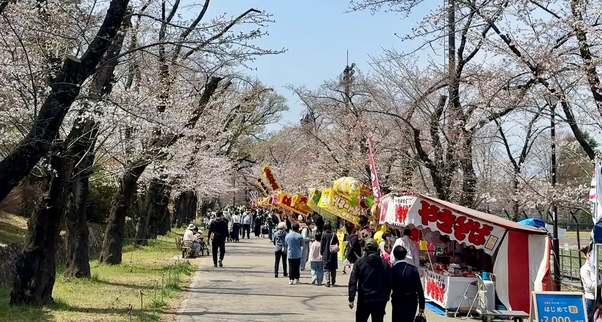 速報】2024年八王子の人気お花見スポット3選！開花状況をご報告