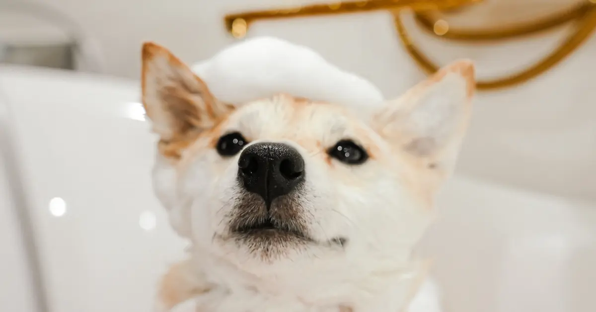 11/14】プロ向け設備で愛犬を洗えるセルフ式シャンプーサロン『satto