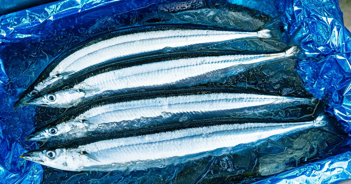 極上サンマ、八王子に！創業100年の老舗『魚政』が誇る秋のごちそう