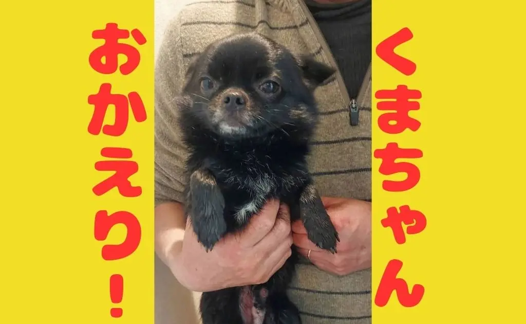 続報】迷い犬くま、無事保護されました！八王子のみなさんの力で