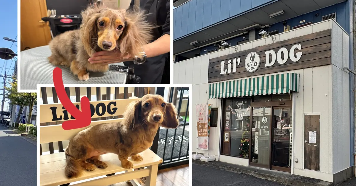 愛犬を預けるならここ。安心のトリミングサロン『Lil'DOG(リルドッグ