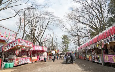 富士森公園の桜の現況報告!!