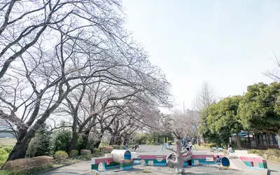 浅川と元横山公園の桜の現況報告(2017.4.3)