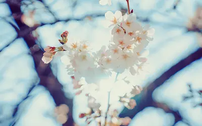 2019富士森公園の花見・夜桜ライトアップ＆屋台出店期間と駐車場まとめ