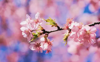 信松院で春の訪れを感じる河津桜が見頃！【八王子フォトジェニック】