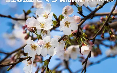 【最新】2021年 富士森公園の桜開花状況！屋台とライトアップは中止？