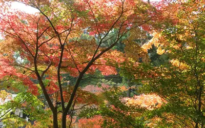 【10/29～12/4】高尾山の黄や赤に色づく紅葉が絶景『もみじまつり』開催！