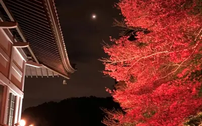 【11/18～20の3日間限定！】心源院にて『秋の紅葉ライトアップ』を開催！