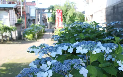 【よみっこ】日吉八王子神社の紫陽花 今年はいつもより少し早く咲きはじめました