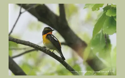 【6/1開催・5/30締切】野鳥ってどんな生きもの？『夏鳥を知ろう編』