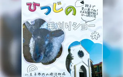 【7/2】 もこもこ羊がやってくる！本町幼稚園で『ひつじの毛刈りショー』開催